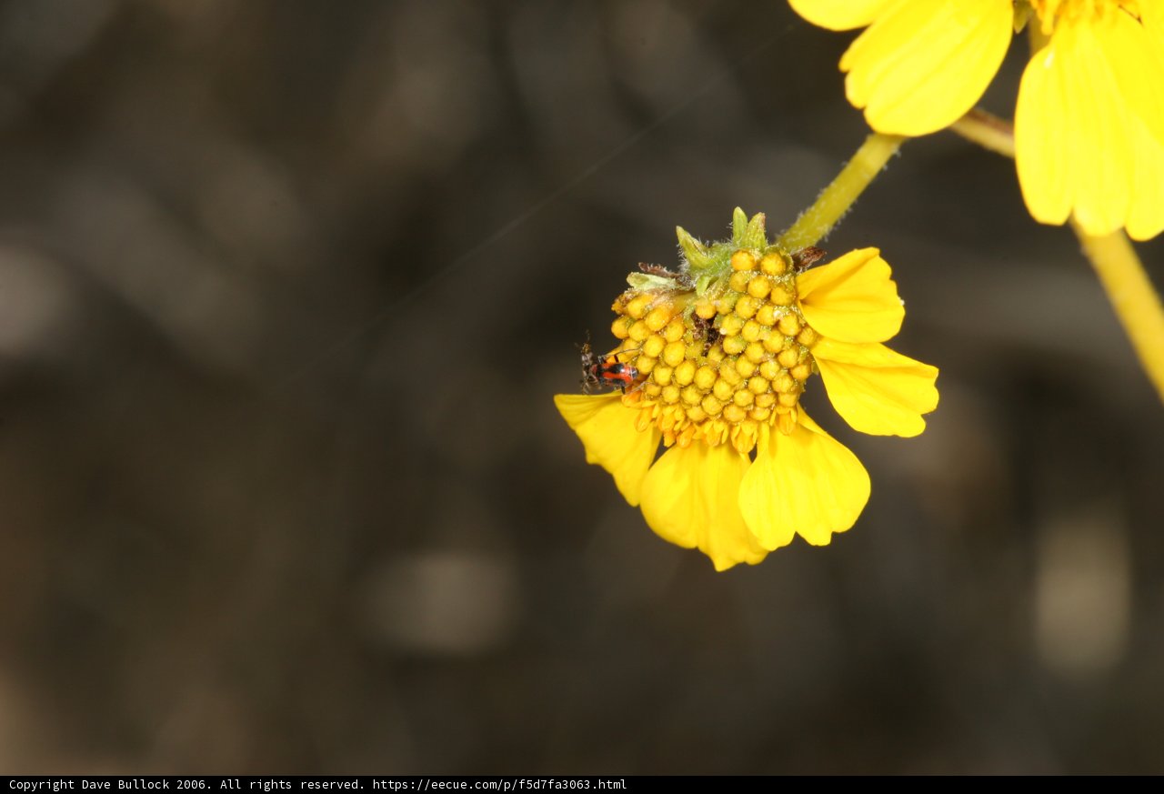 Bee and Bug on a Daisy