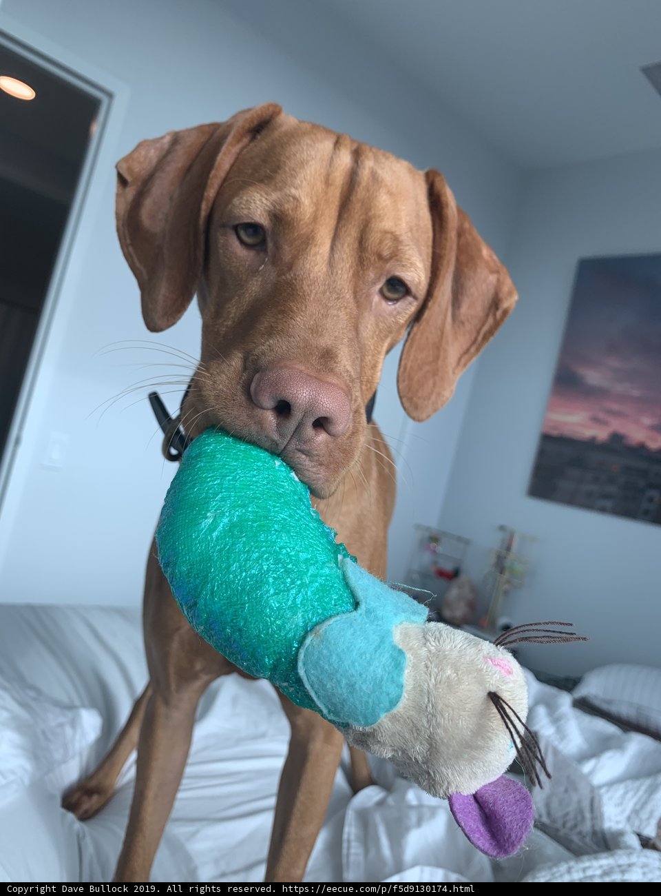 Furry friend's playtime