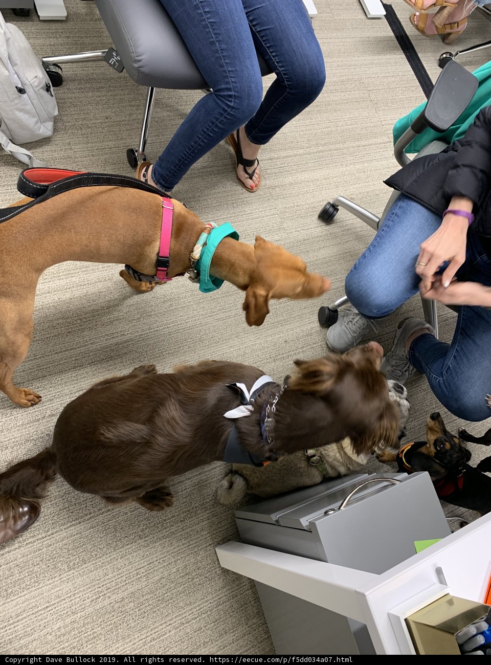 Three Canines at Work