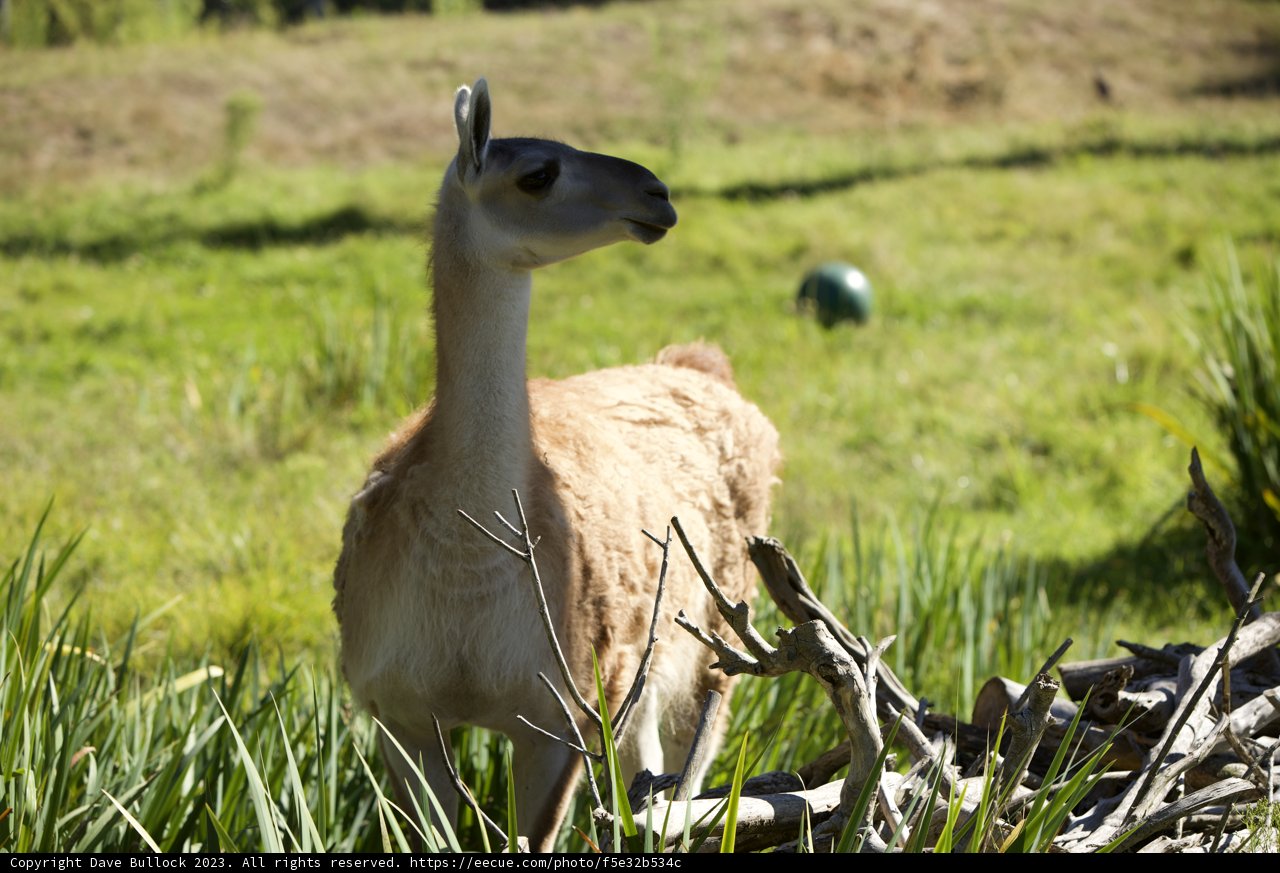 A Serene Afternoon with a Llama at the SF Zoo