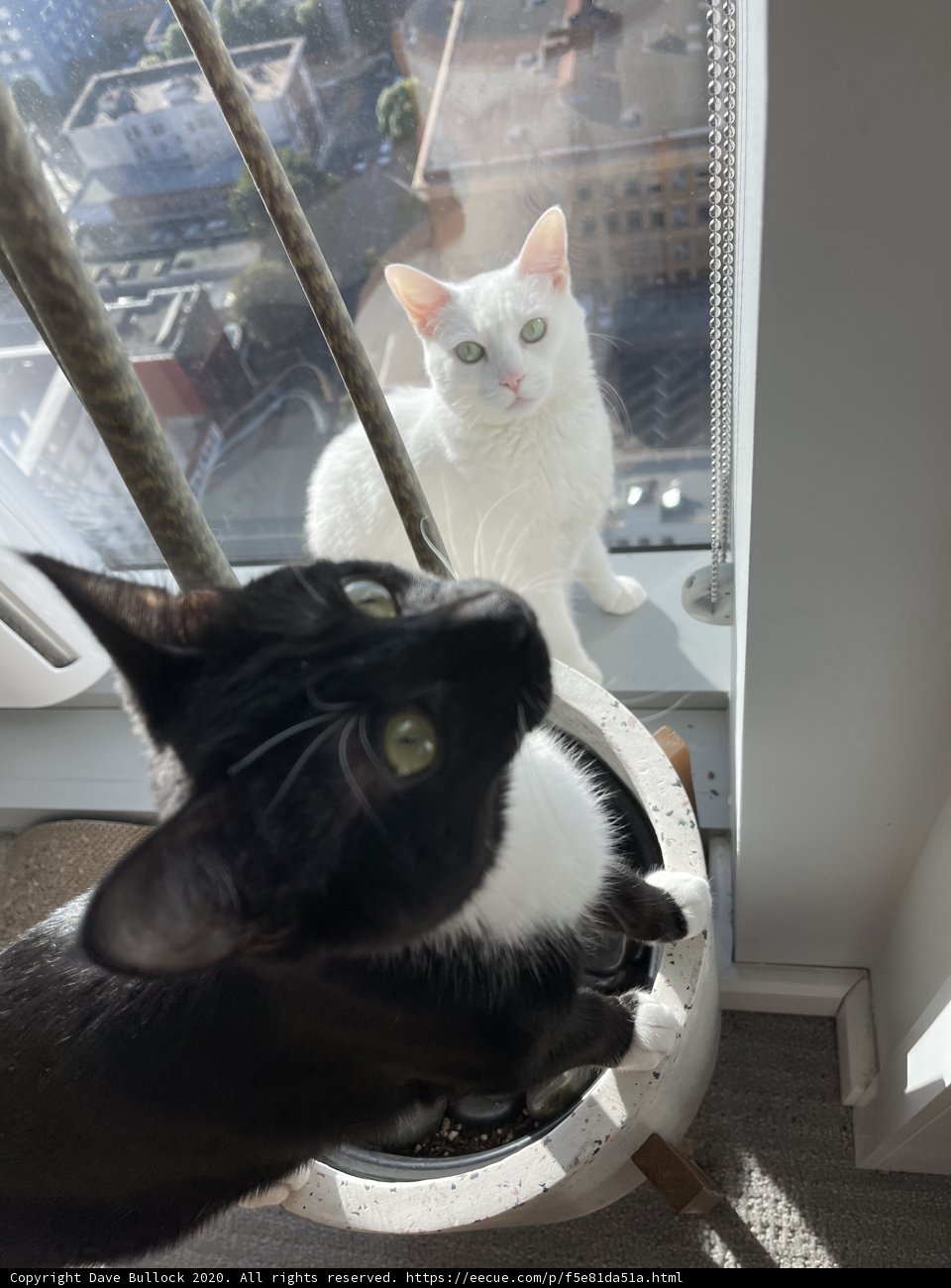 Window Watchers