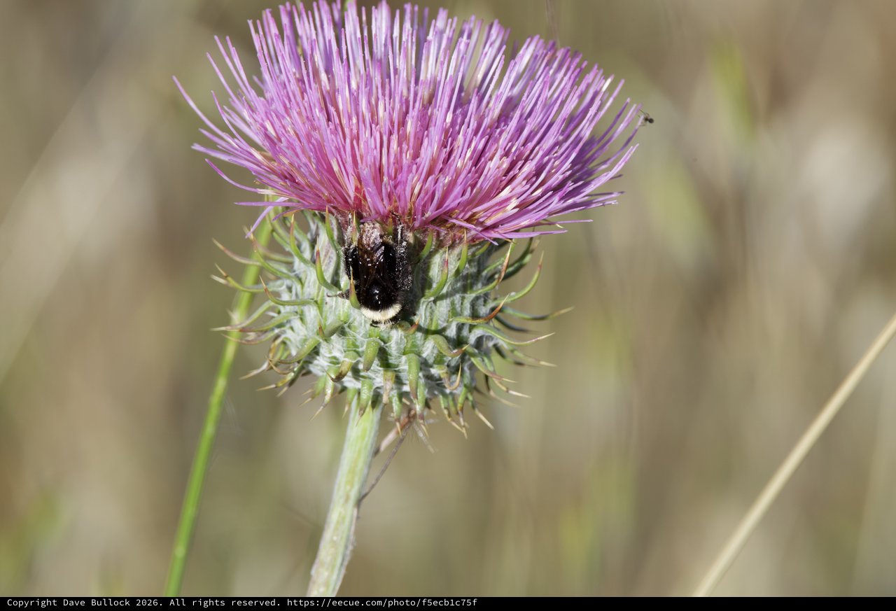 Bumblebee Foraging on Purple Thistle Bloom