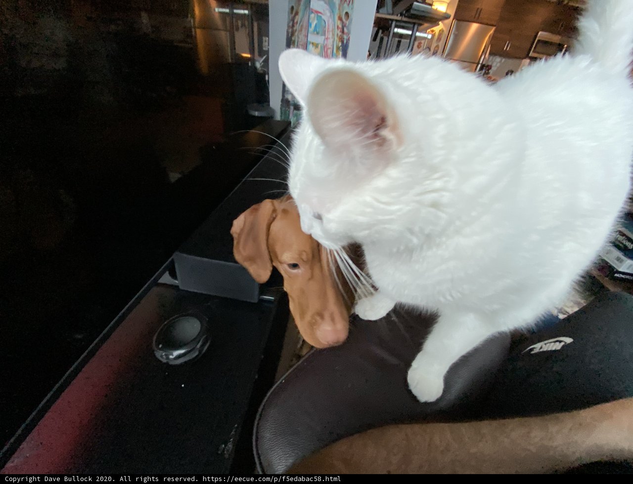 Interspecies Stare-Down