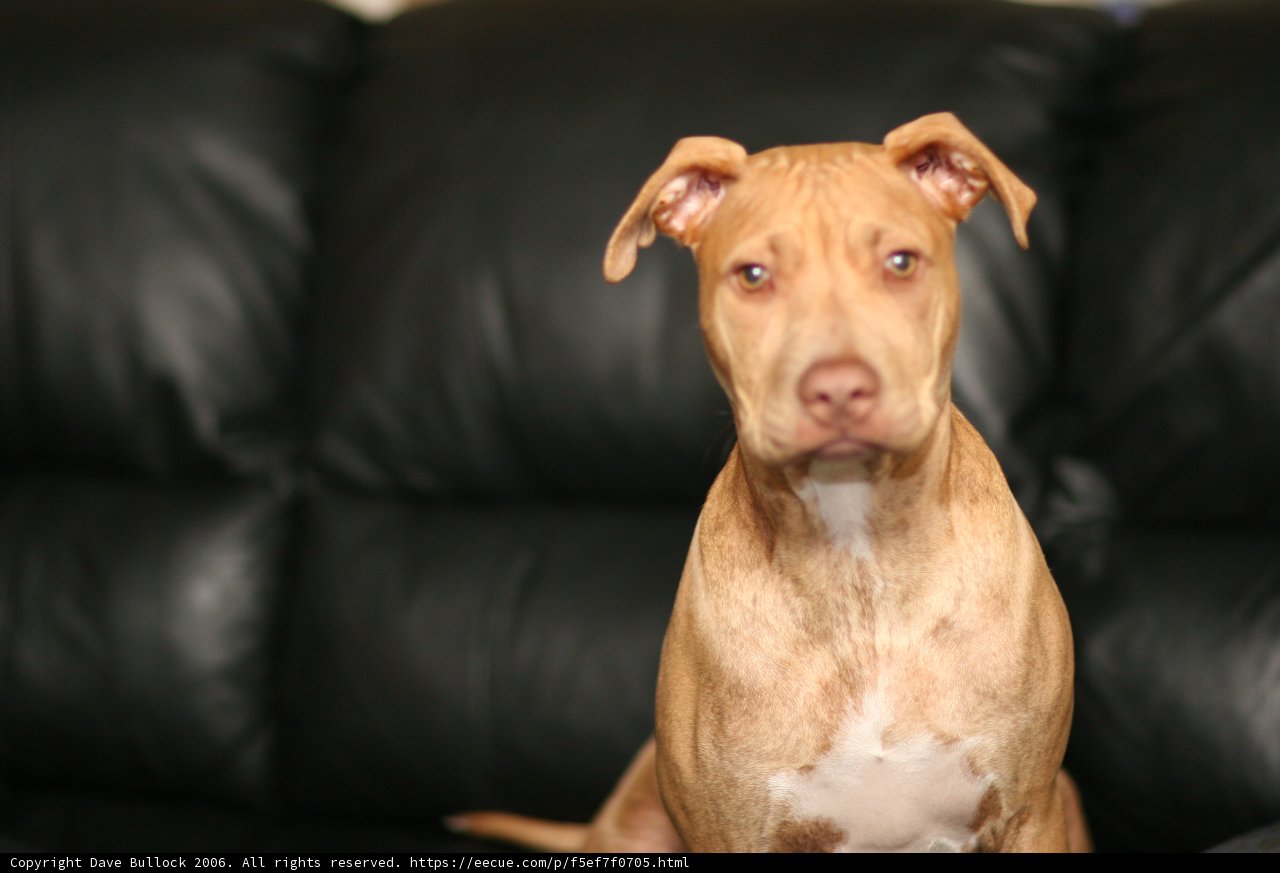 Brown Pitbull Canine on Black Couch