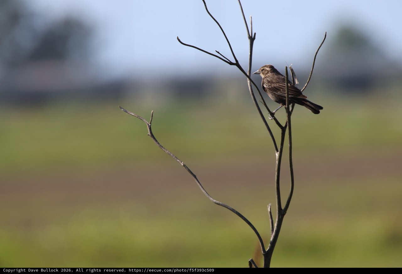 Solitary Sparrow Perched on Bare Branch at Dawn