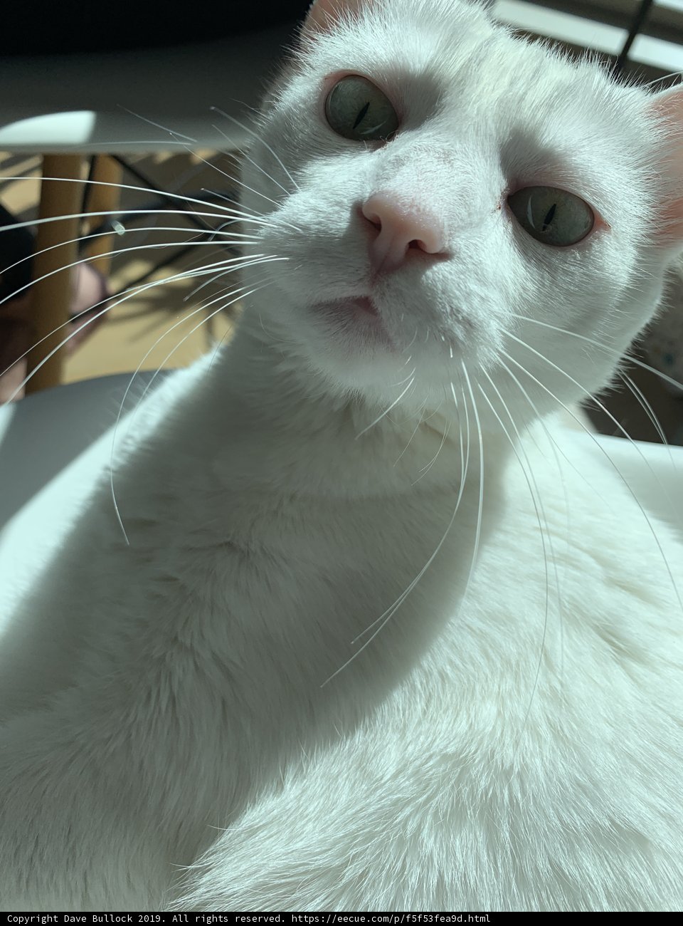 Regal White Cat