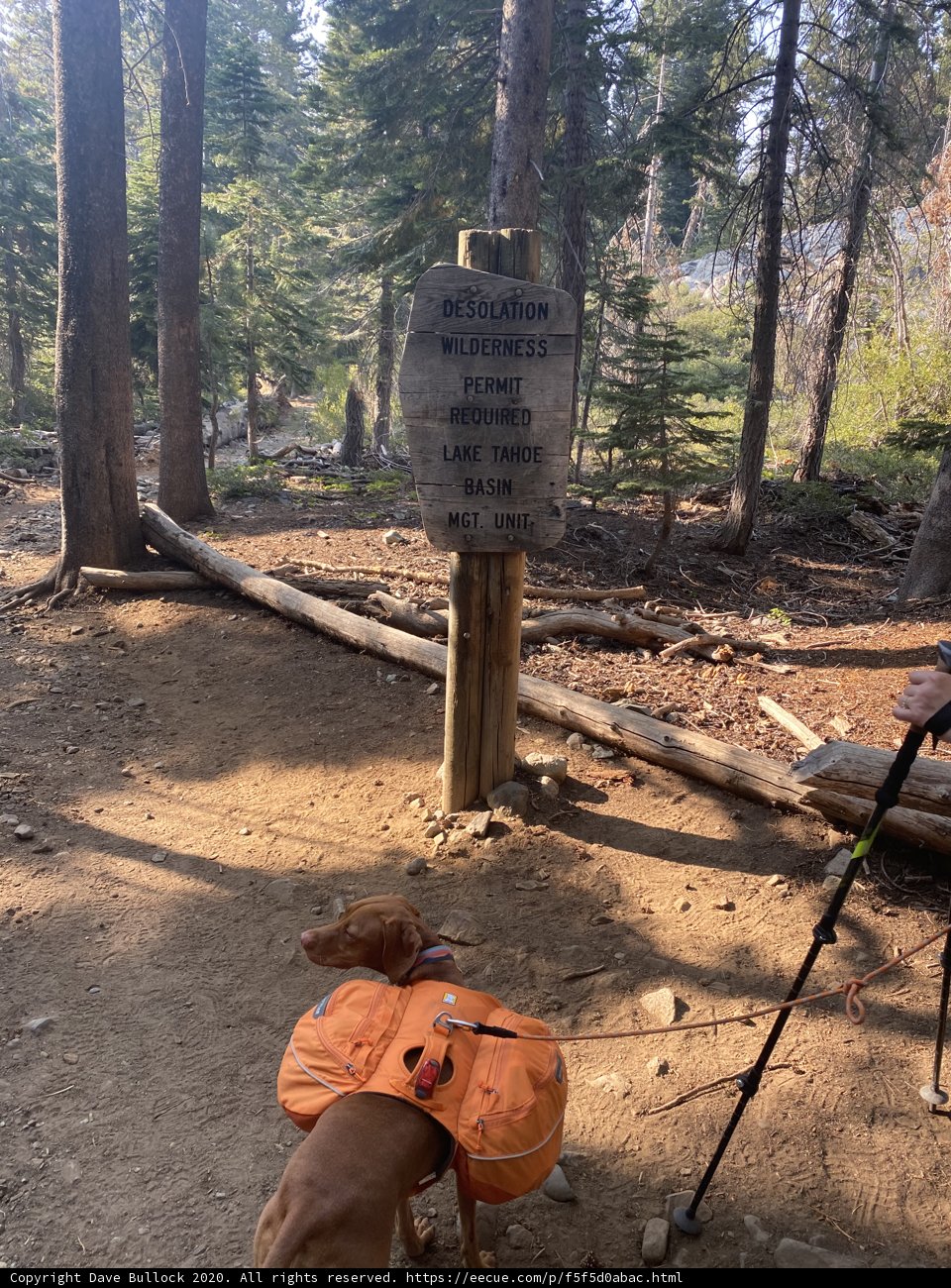 Canine Hiking Adventure