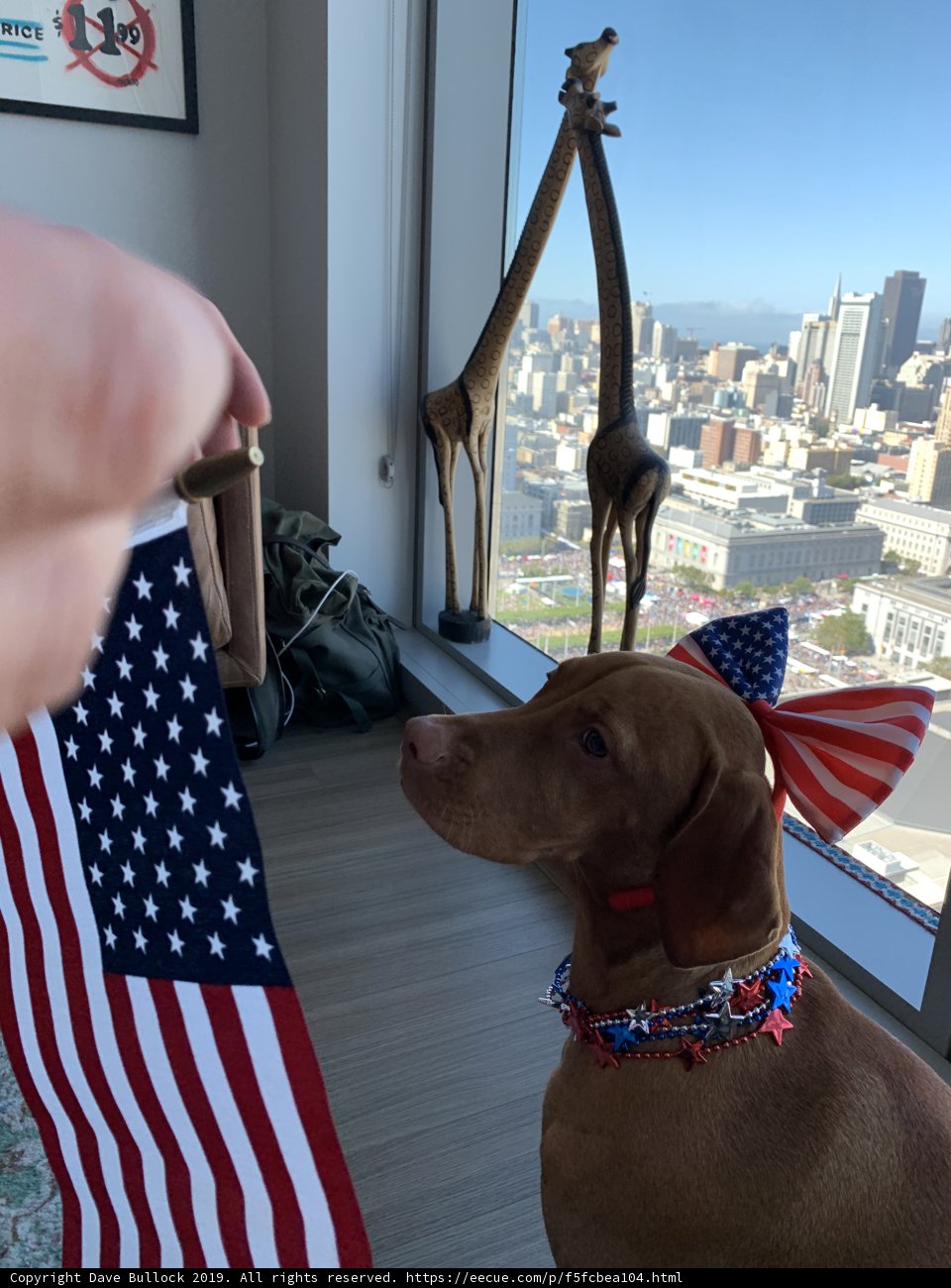 Patriotic Pup