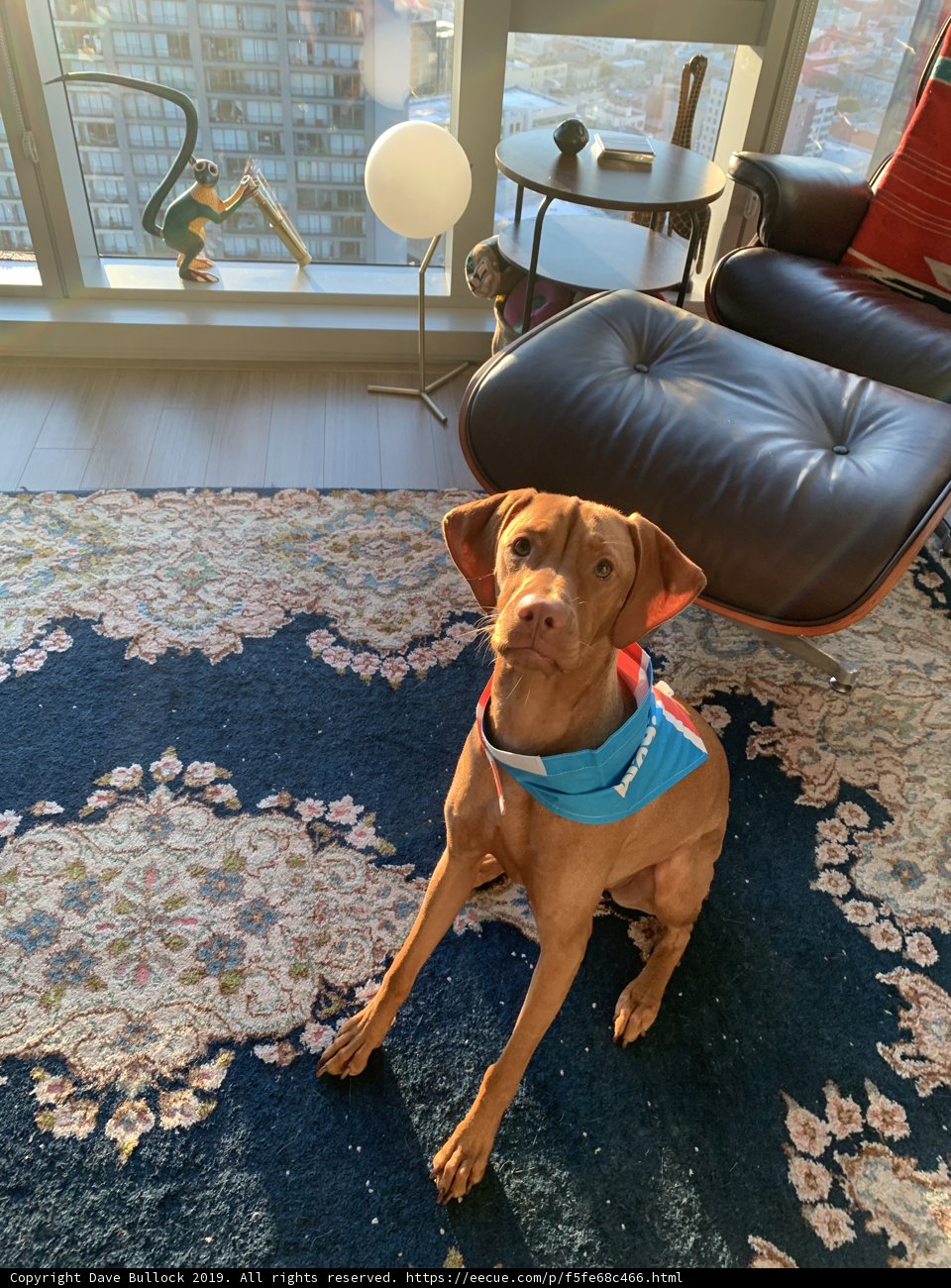 Furry Companion Rests on Cozy Living Room Rug