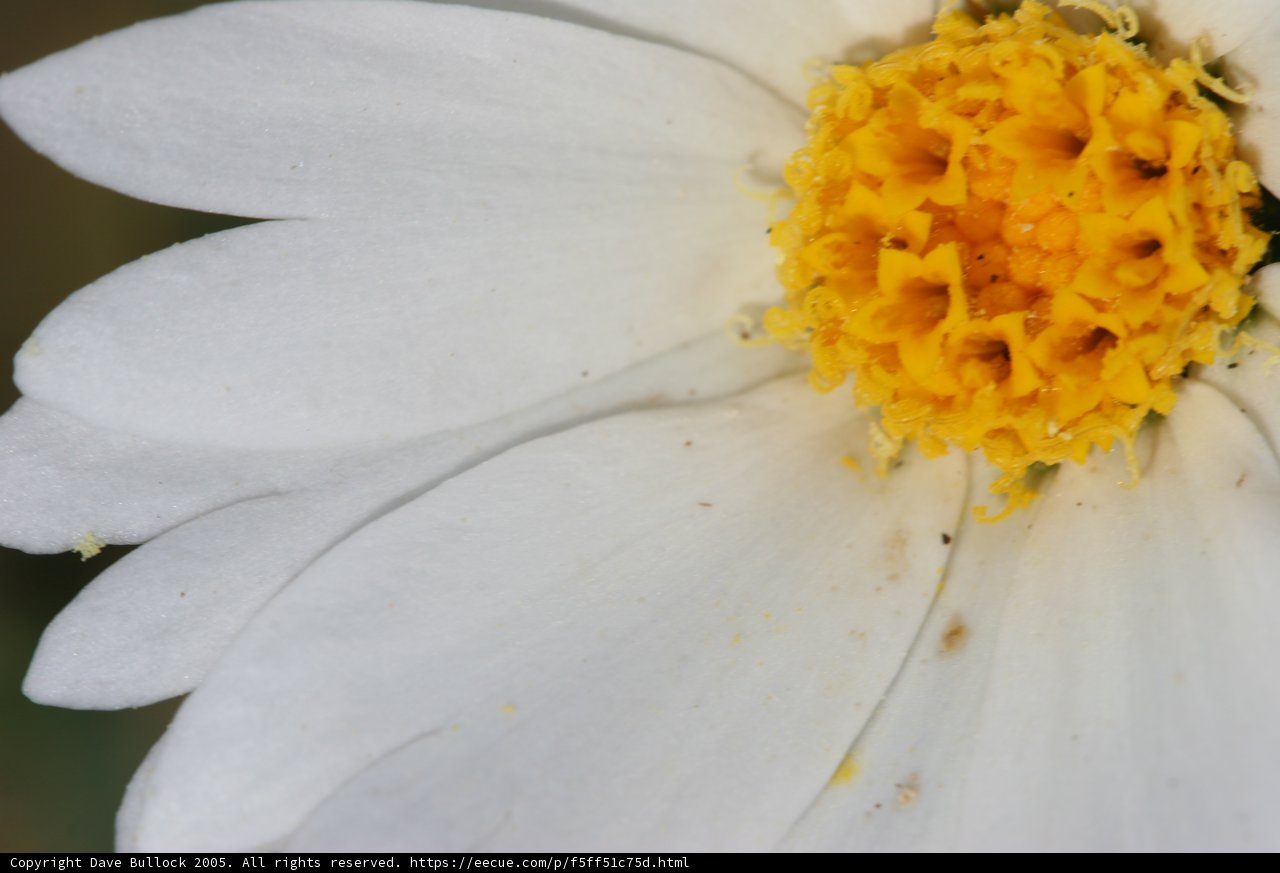 White Daisy Flower with Yellow Center