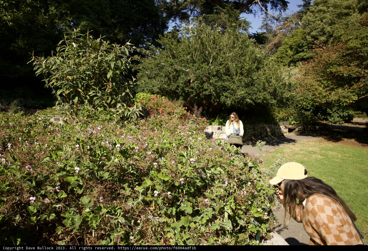 The Gardener's Gaze: A Delicate Moment of Appreciation
