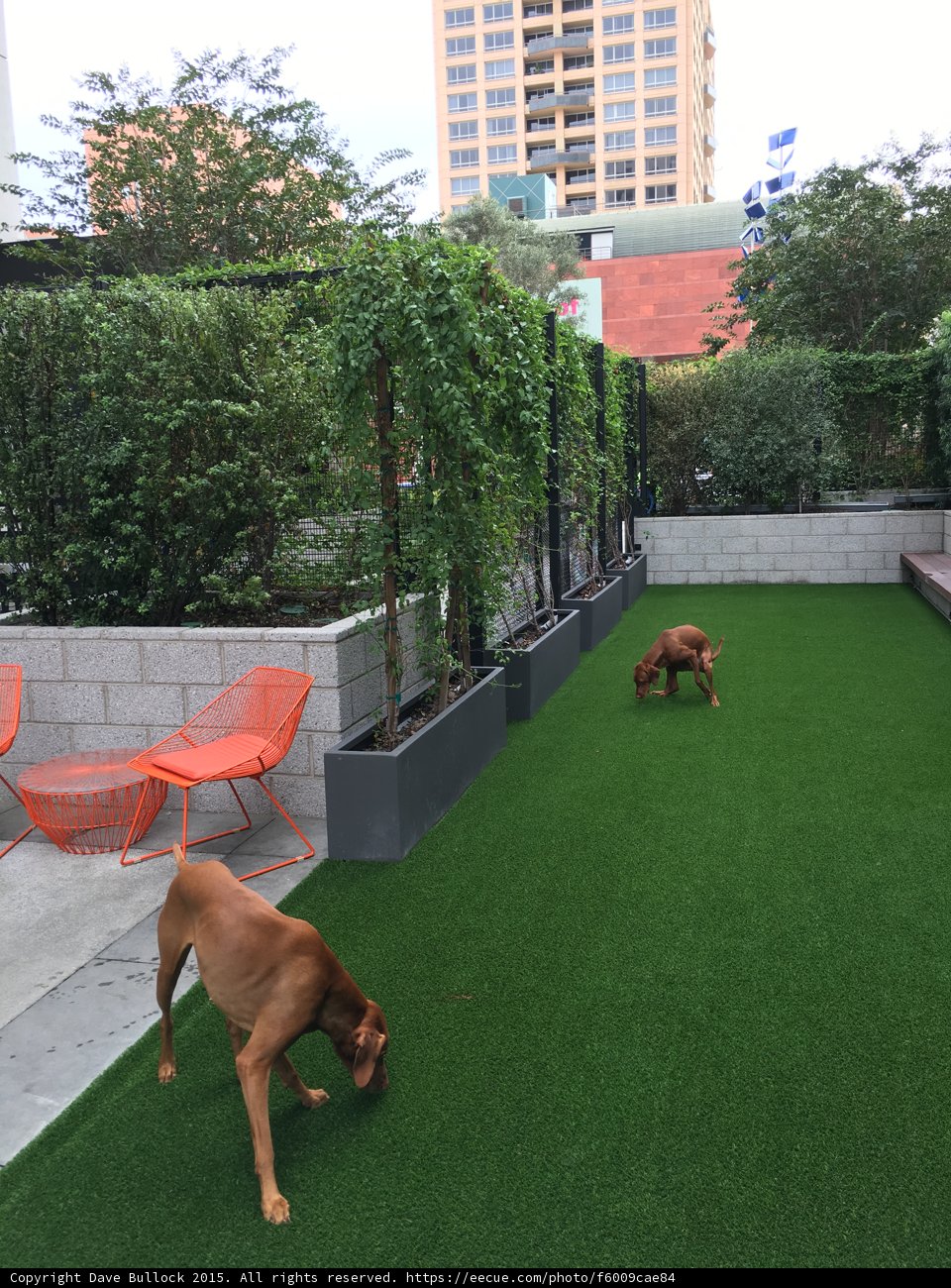 Playtime on the Lawn