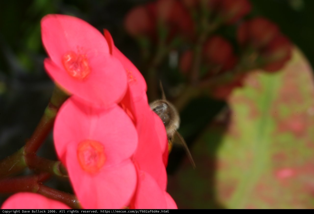 Bee Pollinating Geranium Flower