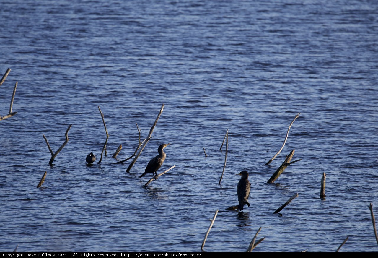 Gathering of Winged Wonders at Lake Merced
