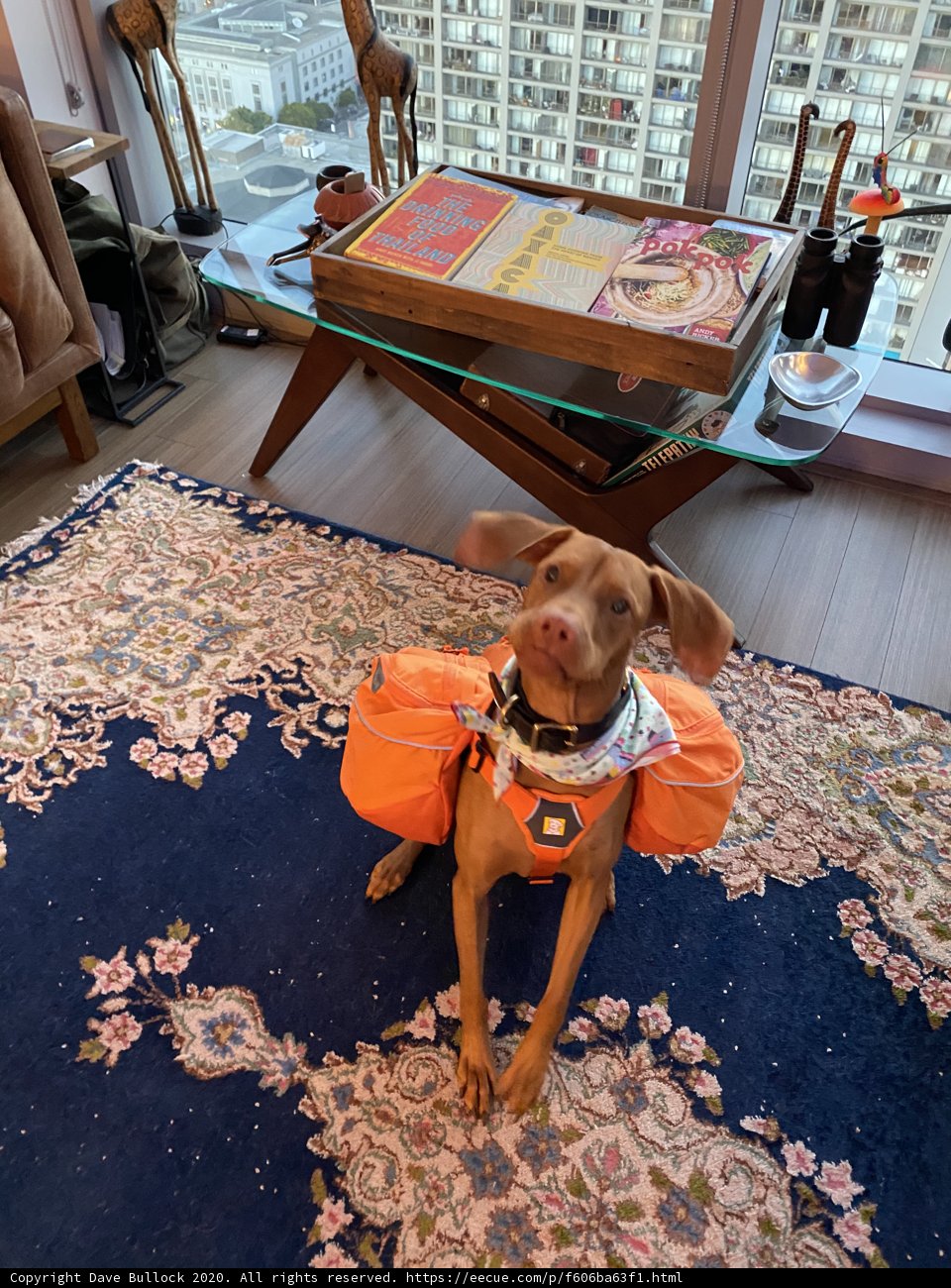 Urban Dog on the Table