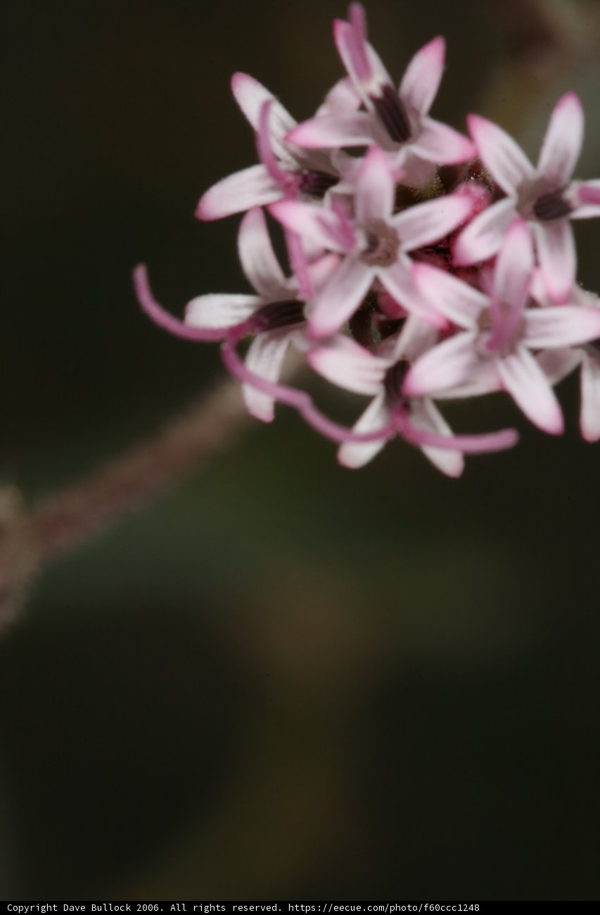 Pink Geranium Flower