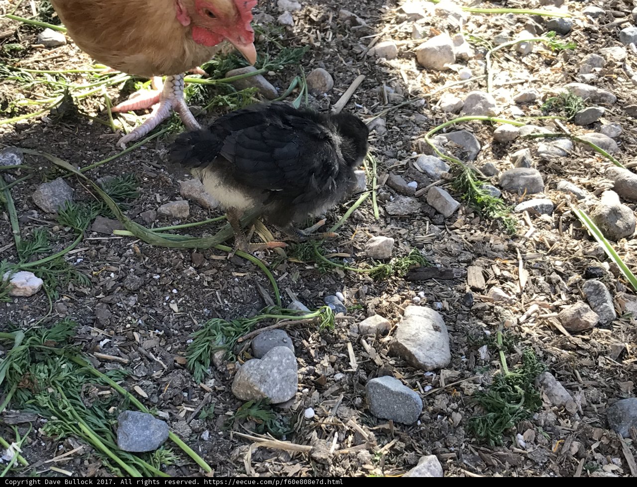 Mother and Child in the Chicken Coop