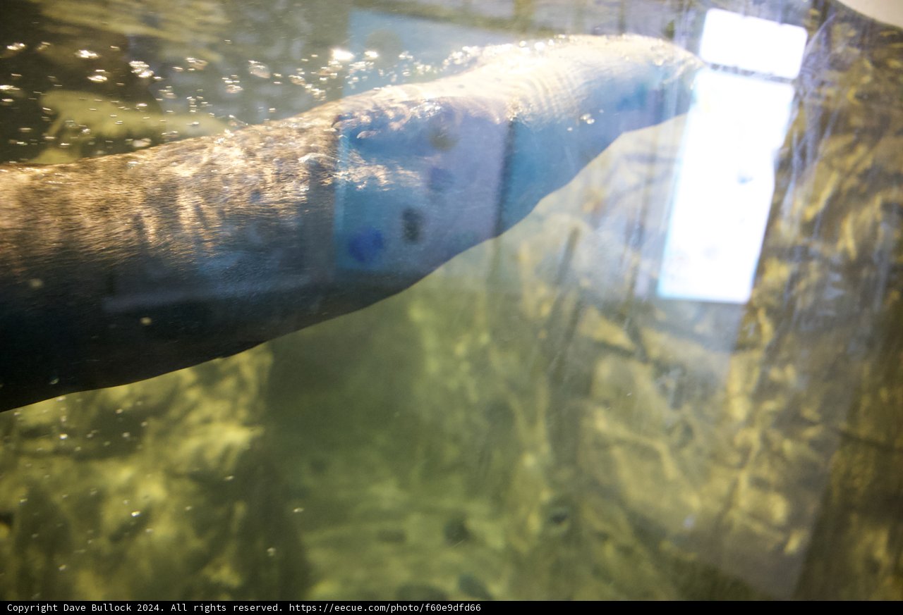 An Engaging Encounter with Sea Life