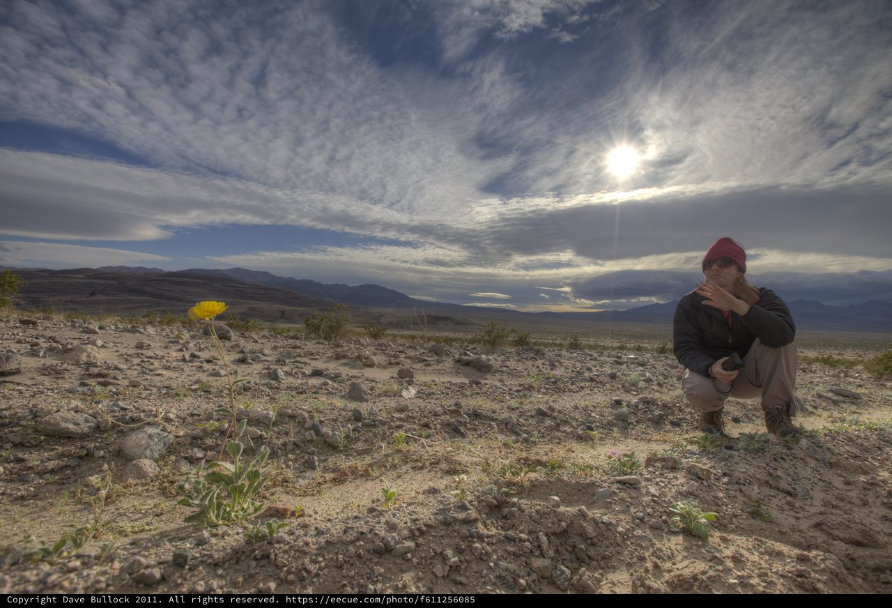 Solitary Desert Bloom Amid Vast Arid Wilderness