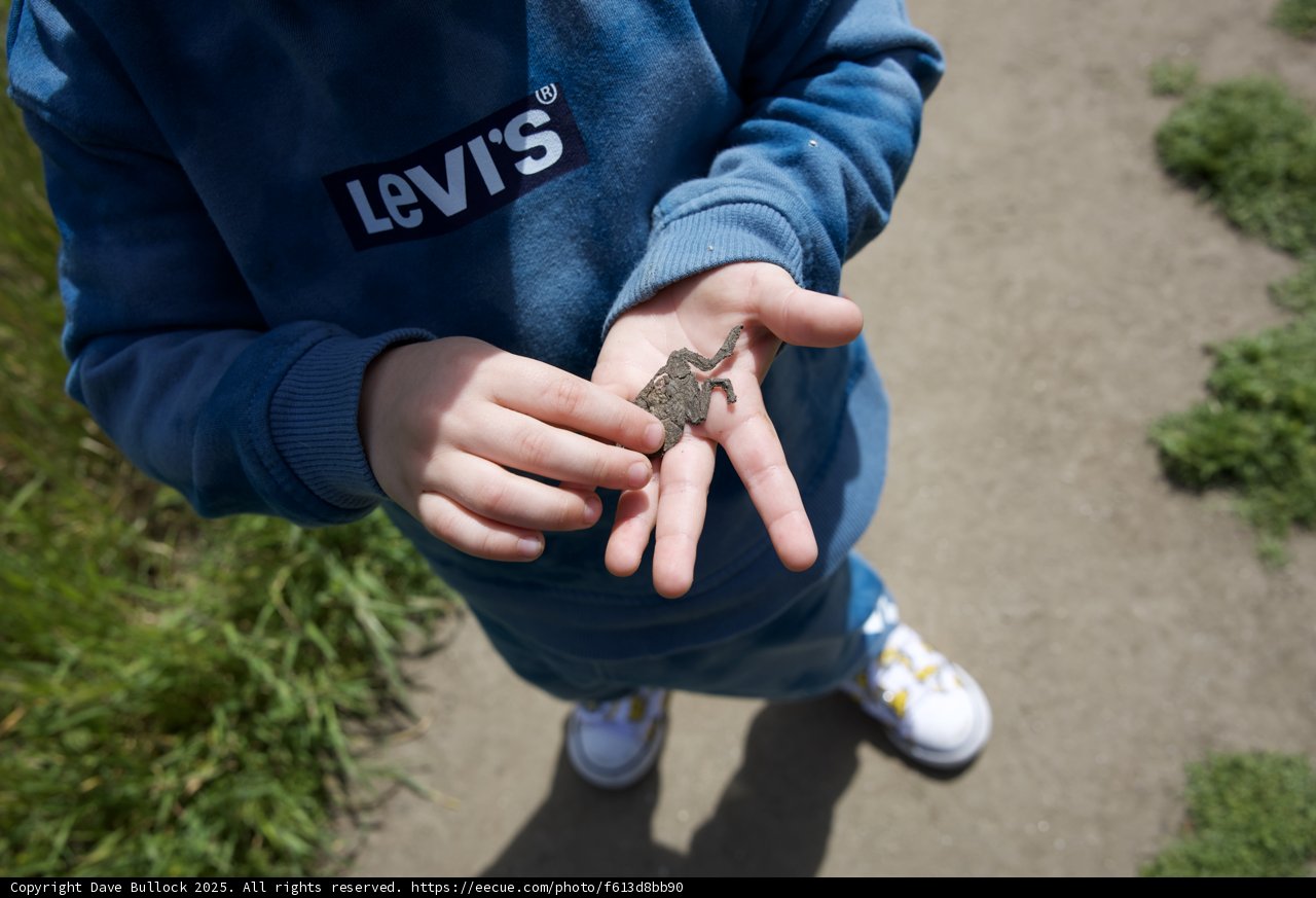 Curious Encounter: A Toad in Tiny Hands