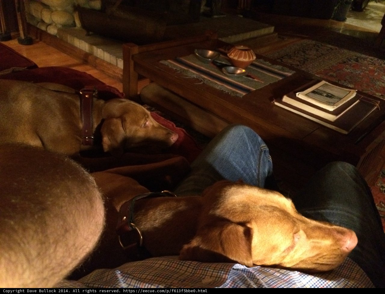 Cozy Couch Companions