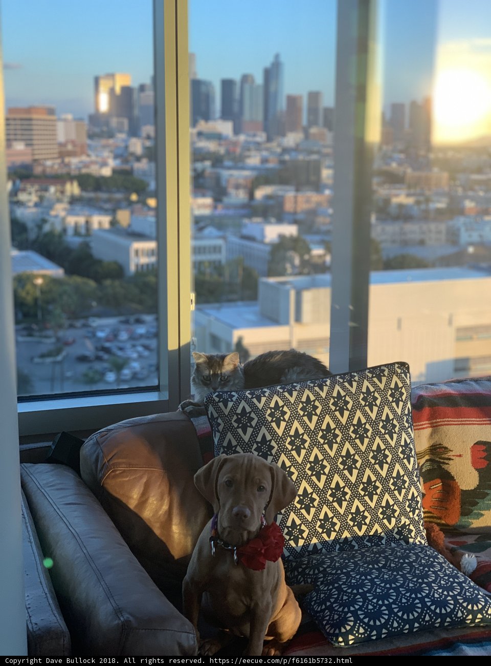 Cozy Canine on Couch