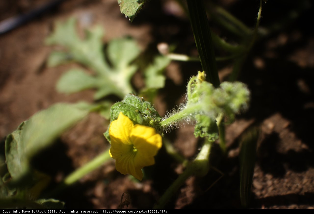 Sunny Geranium Blooms in Altadena