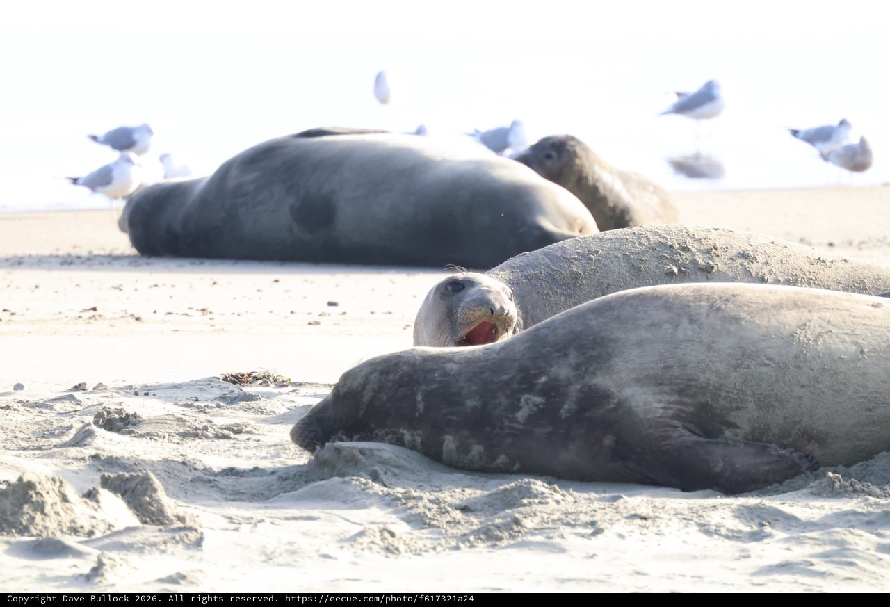 Elephant Seals Resting on Drakes Beach Sand