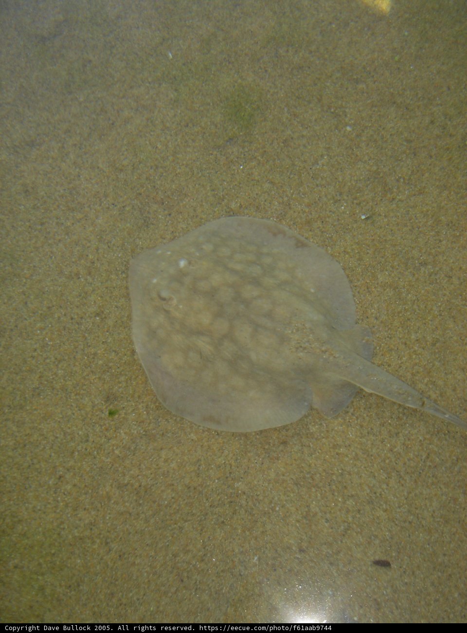 Majestic Manta Ray