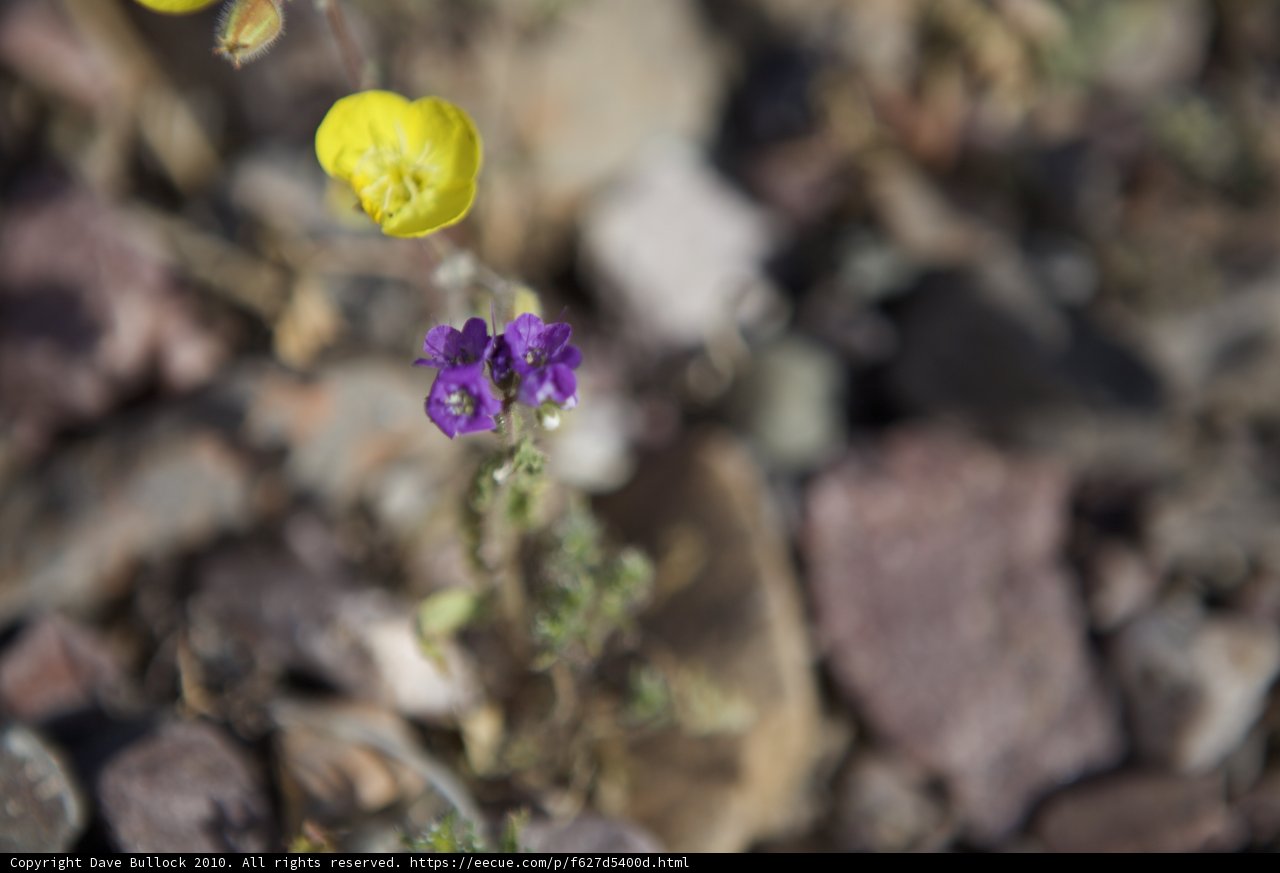Purple Geranium Blossom
