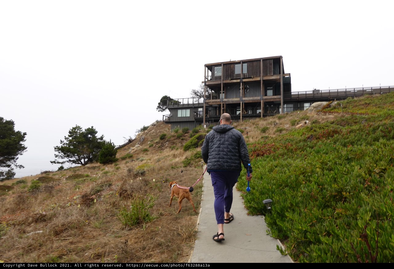 Coastal Walk with Dog on Hillside Trail