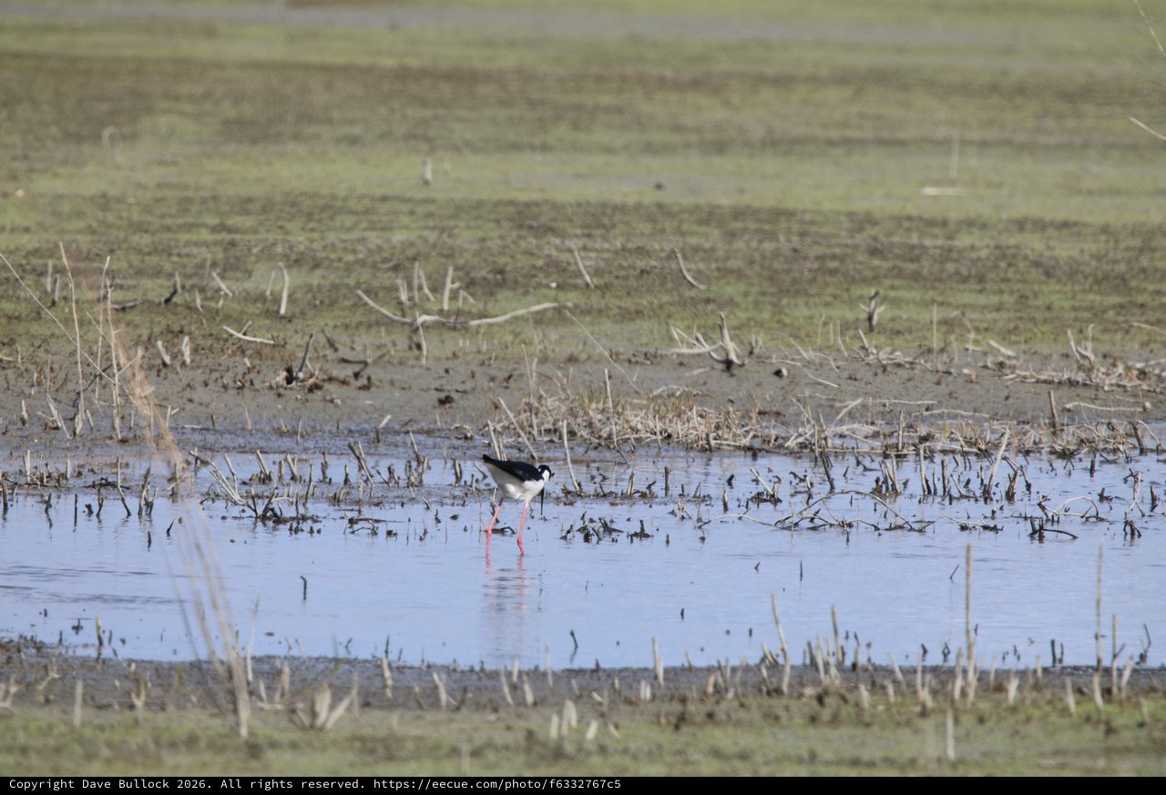 Black-necked Stilt Wading in Flooded Agricultural Field