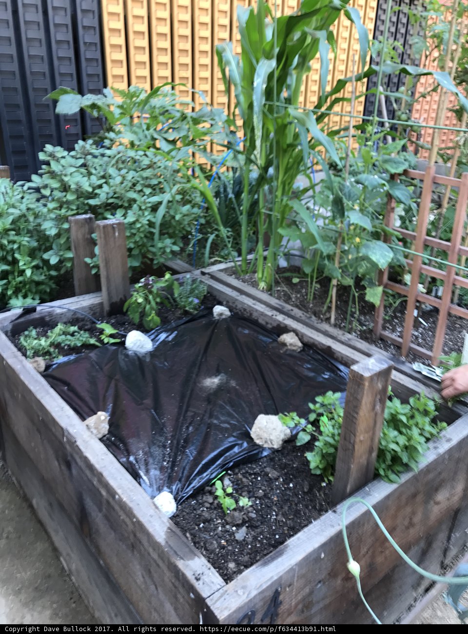 Raised Garden Bed with Tarped Plants