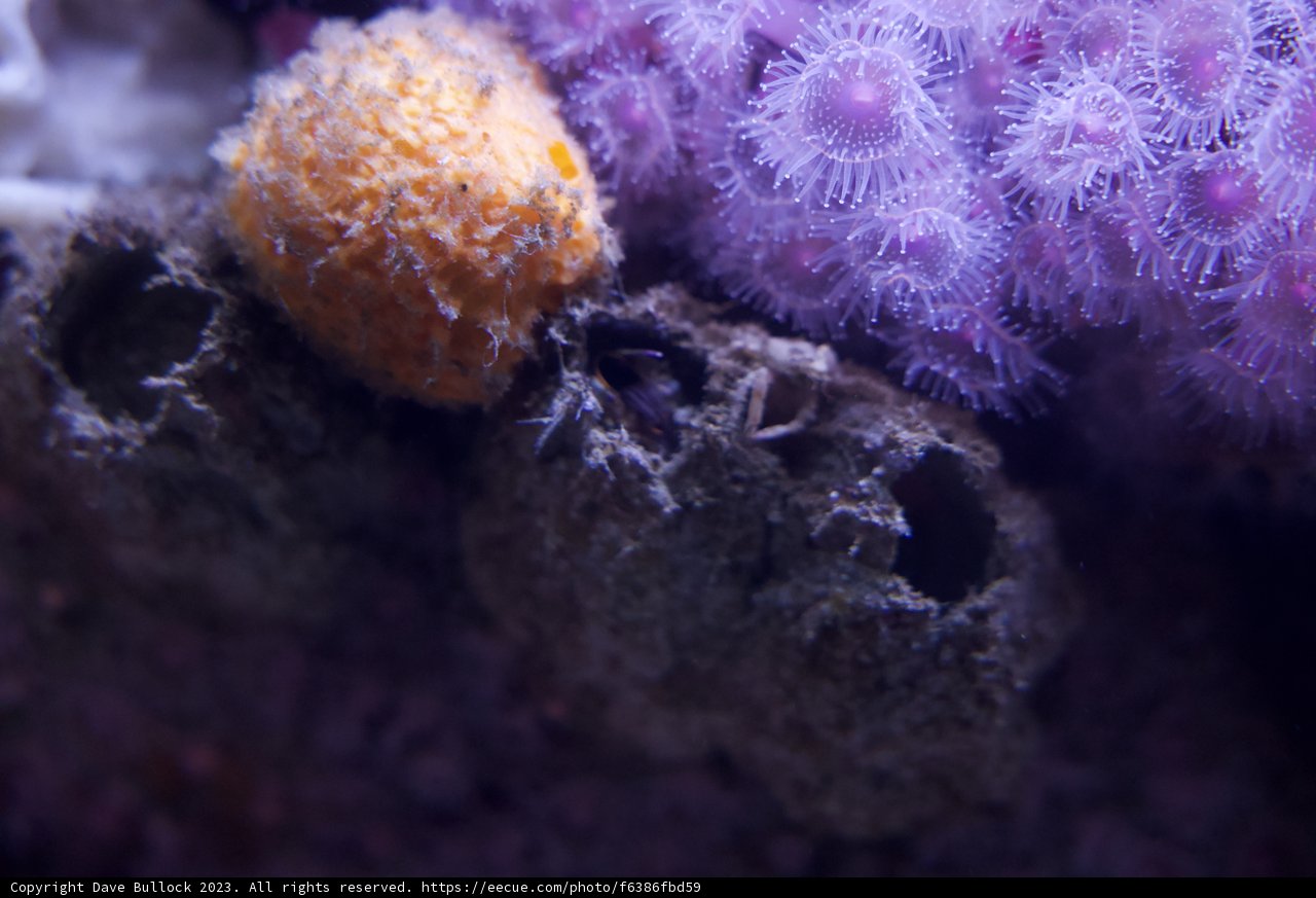 Serene Dance of the Sea Anemones