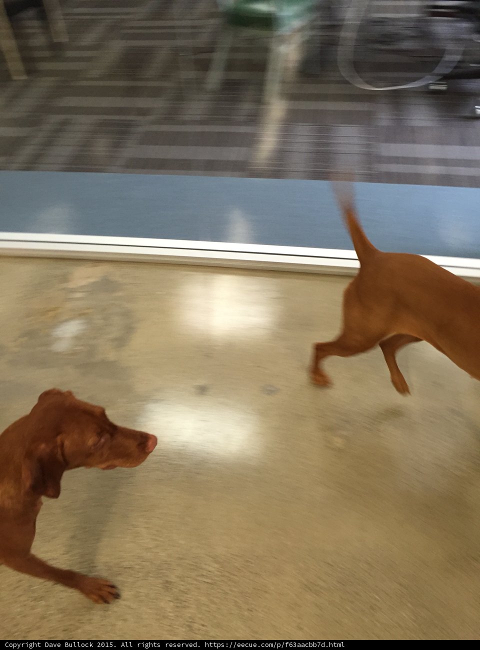Two Hounds on the Loose