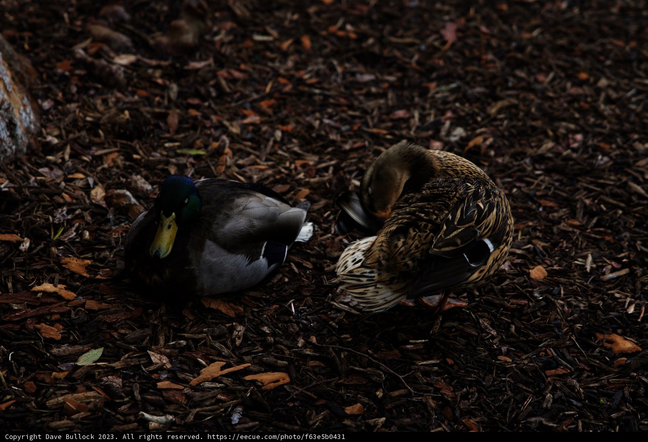 Feathered Friends