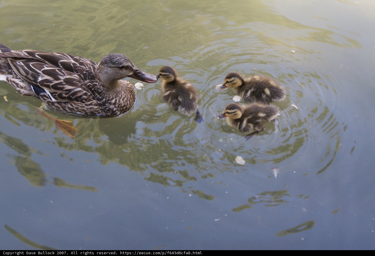 A Mother's Love