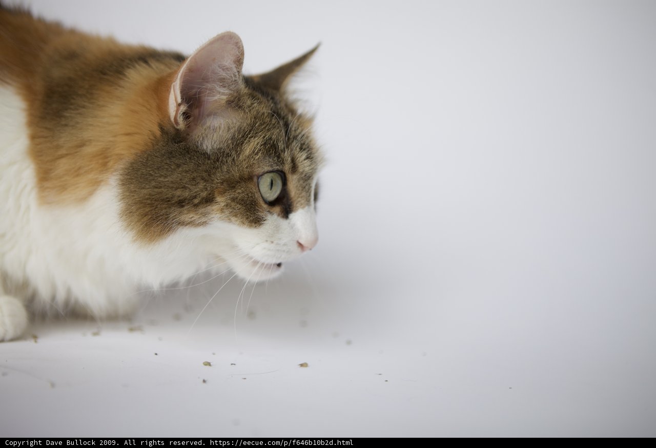 Curious Manx Cat