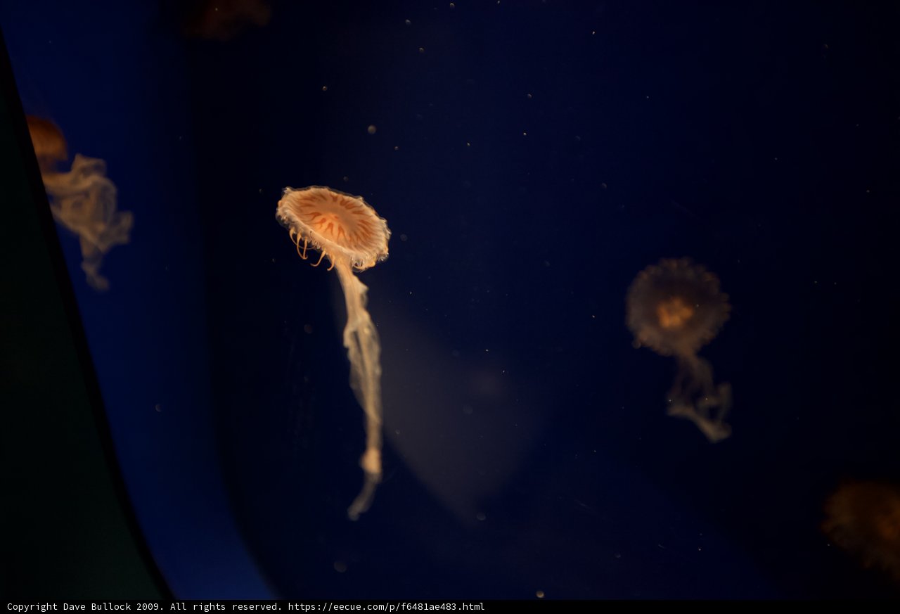 Mesmerizing Jellyfish in San Francisco Zoo Aquarium