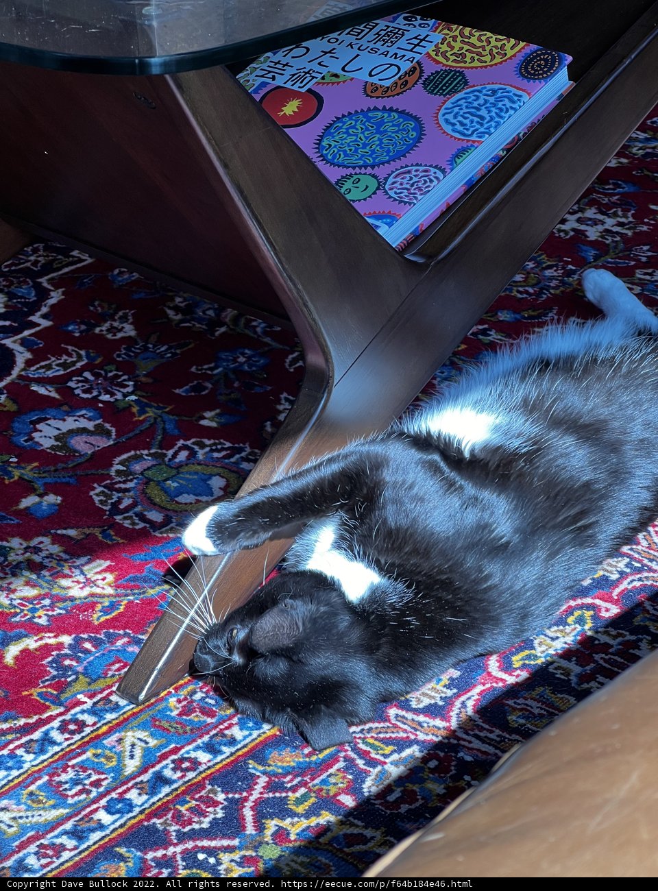 Feline Home Decor