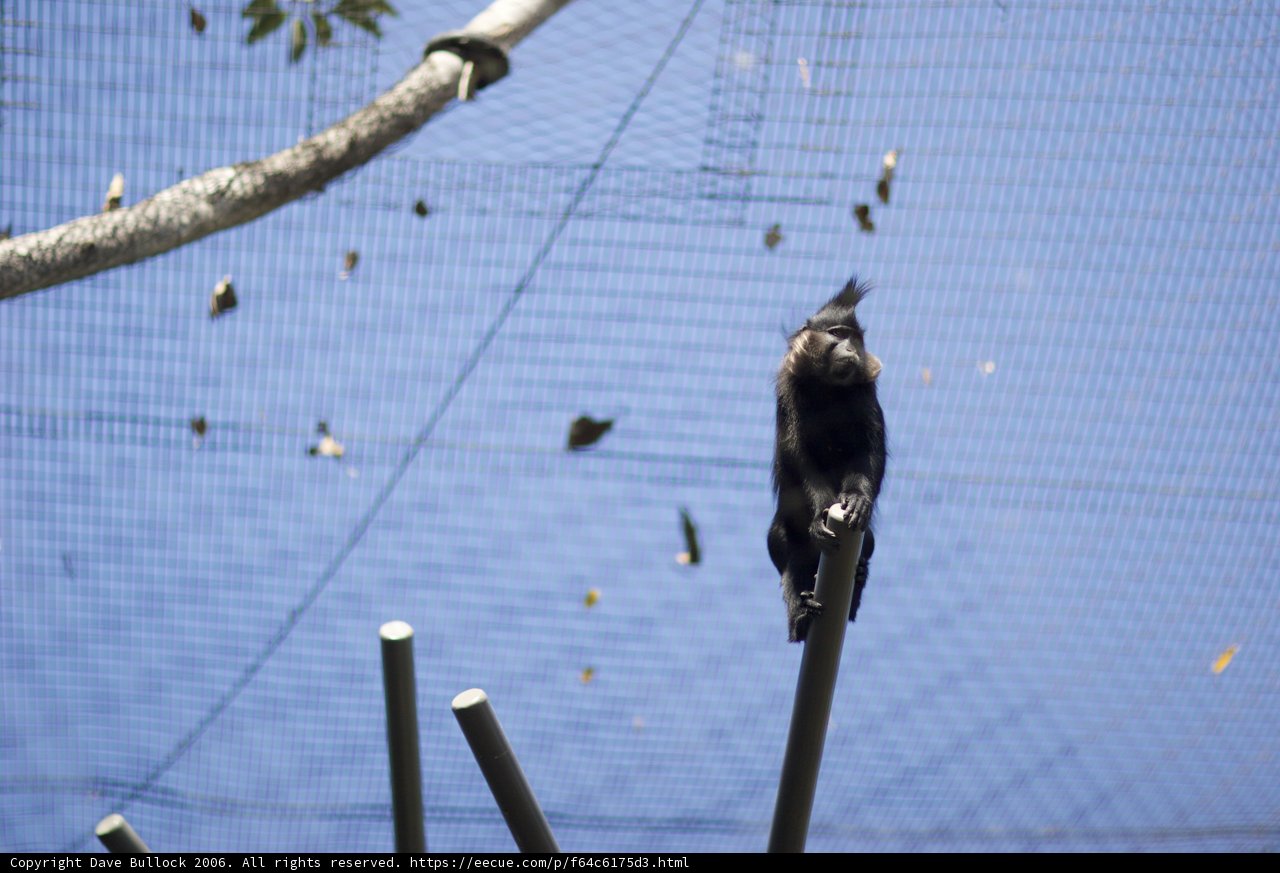 Blackbird Perching on Tree Branch