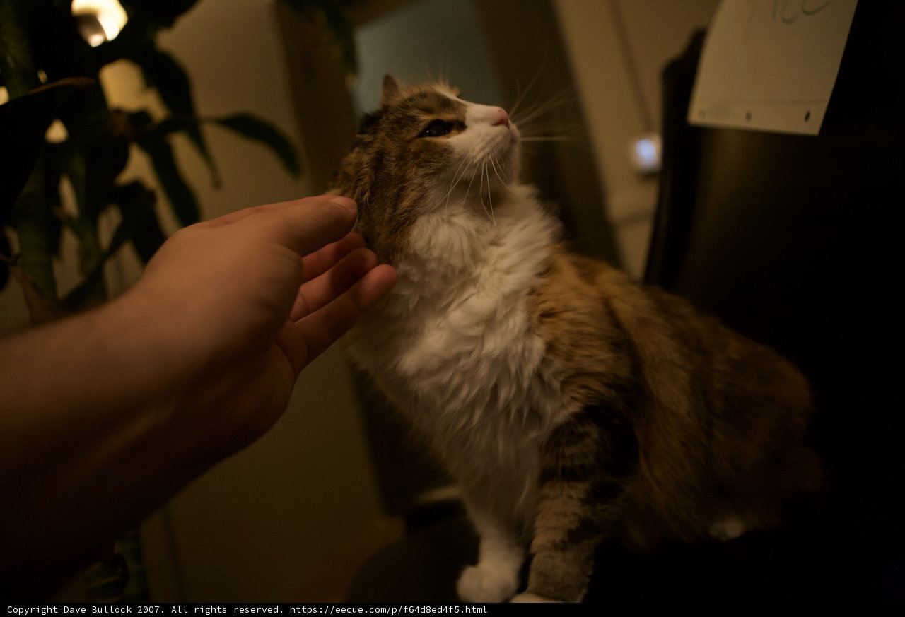 Late Night Cat Cuddles