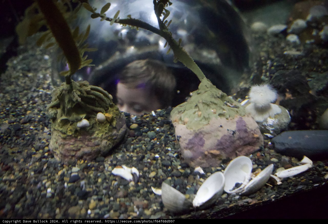 A Child's Fascination with the Underwater World