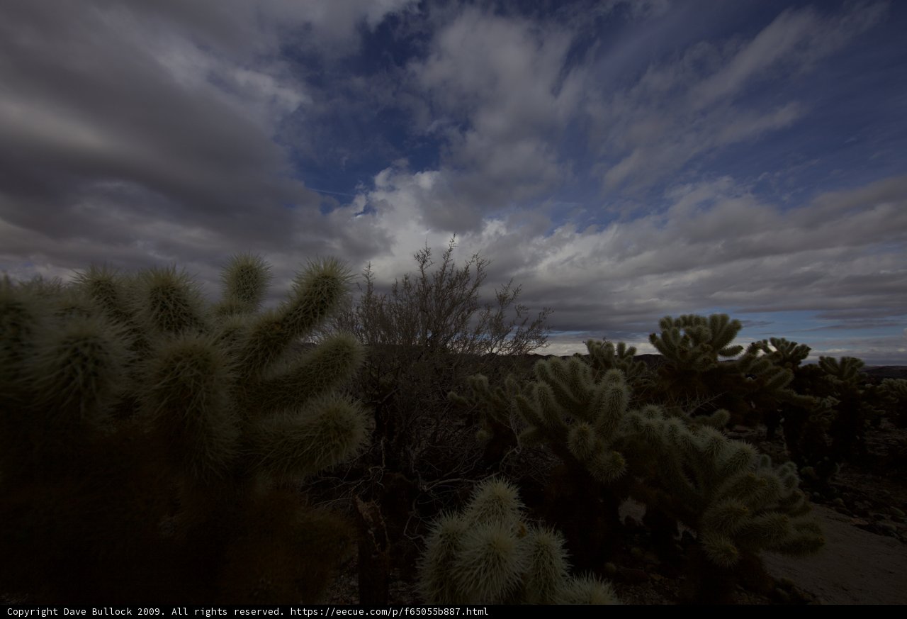 Majestic Cacti and Clouds in Joshua Tree
