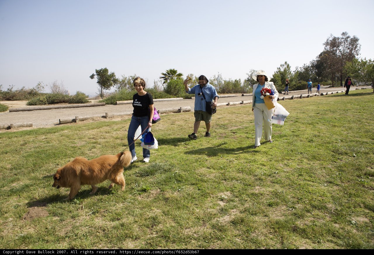 Sunny Day Stroll with Furry Friend