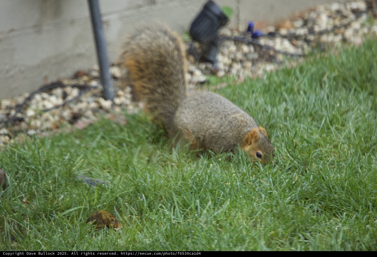 Fox Squirrel Foraging in Suburban Yard