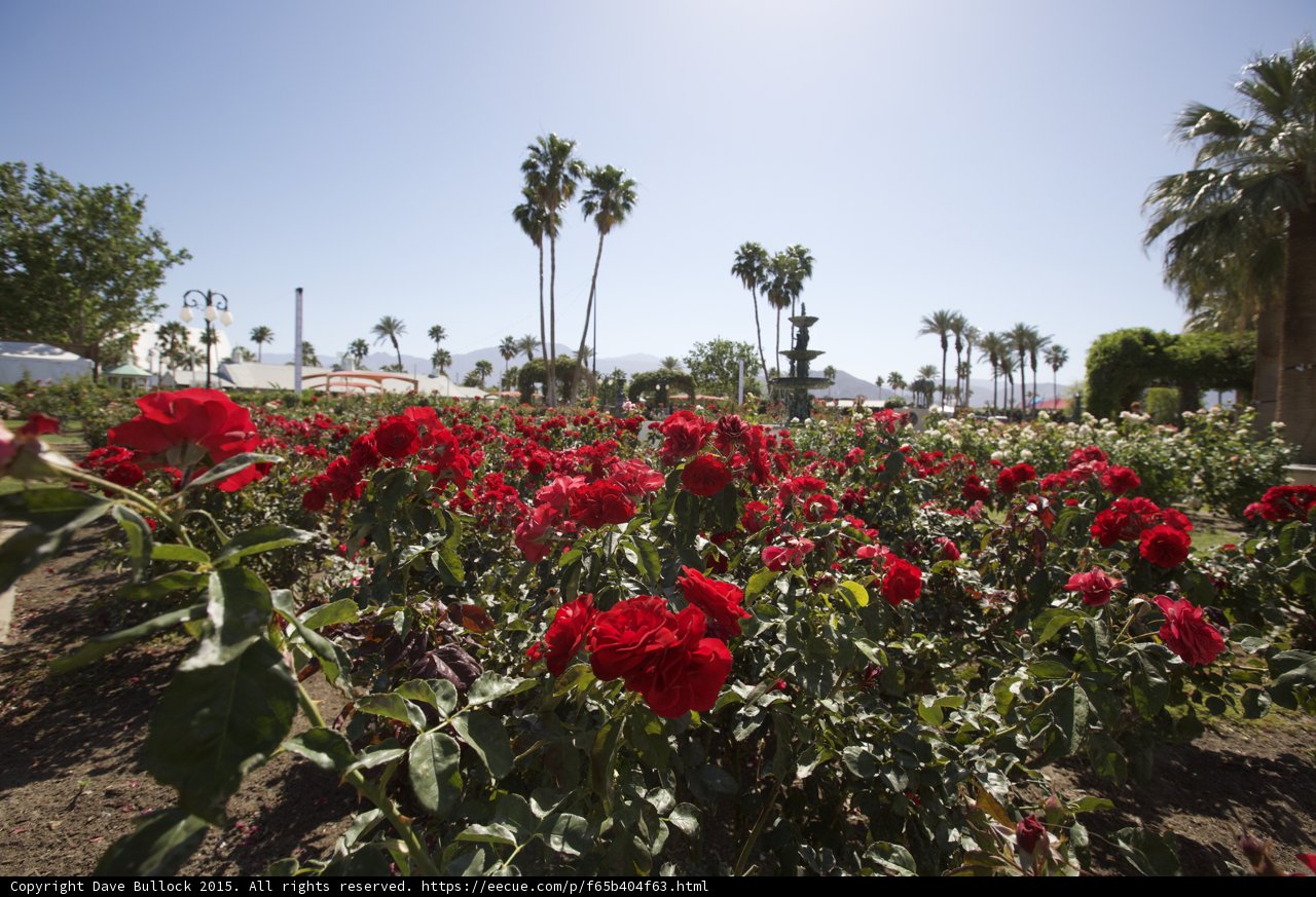 Red Roses in Bloom with Palm Trees