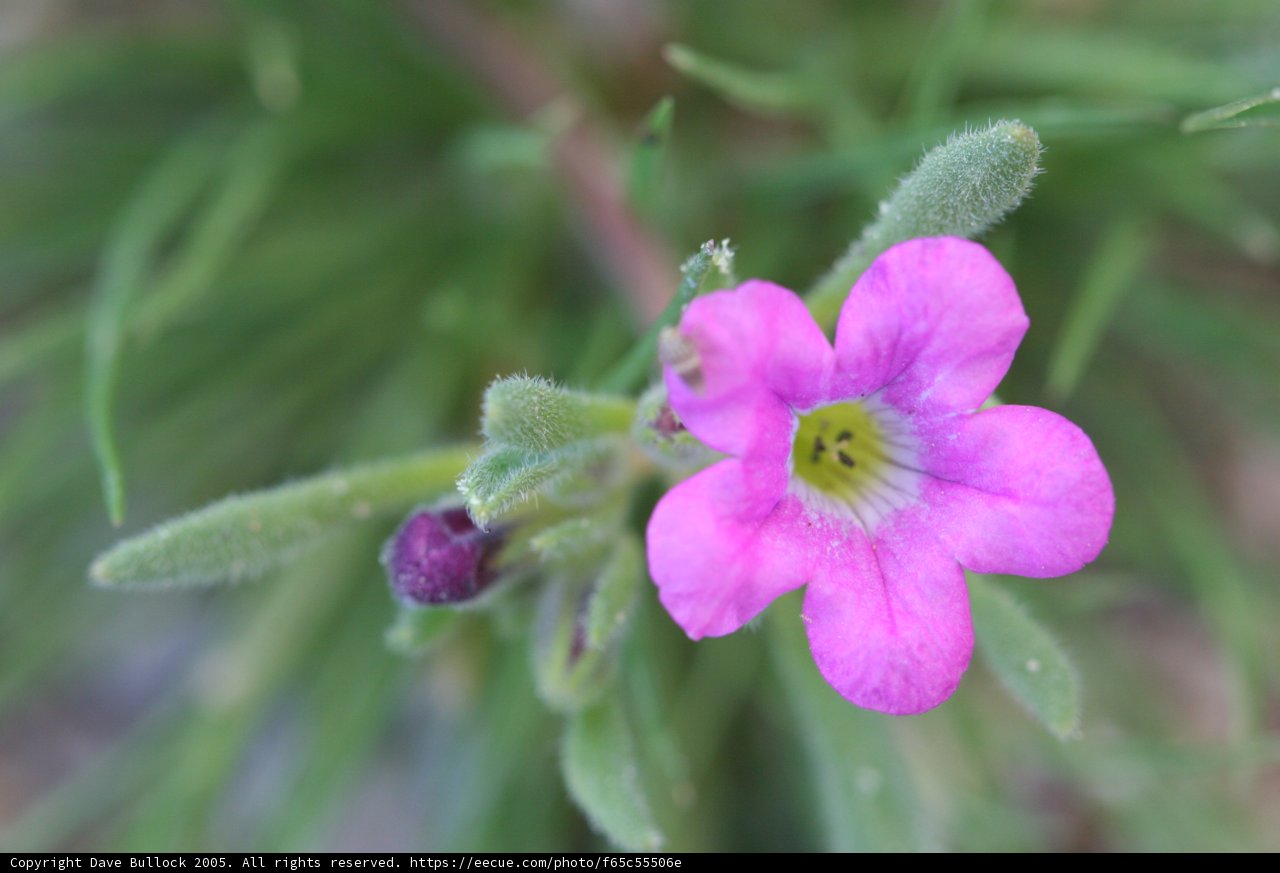 Pink Geranium Blossom