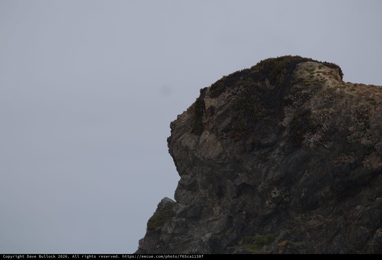 Rocky Coastal Cliff Draped in Wild Blooms