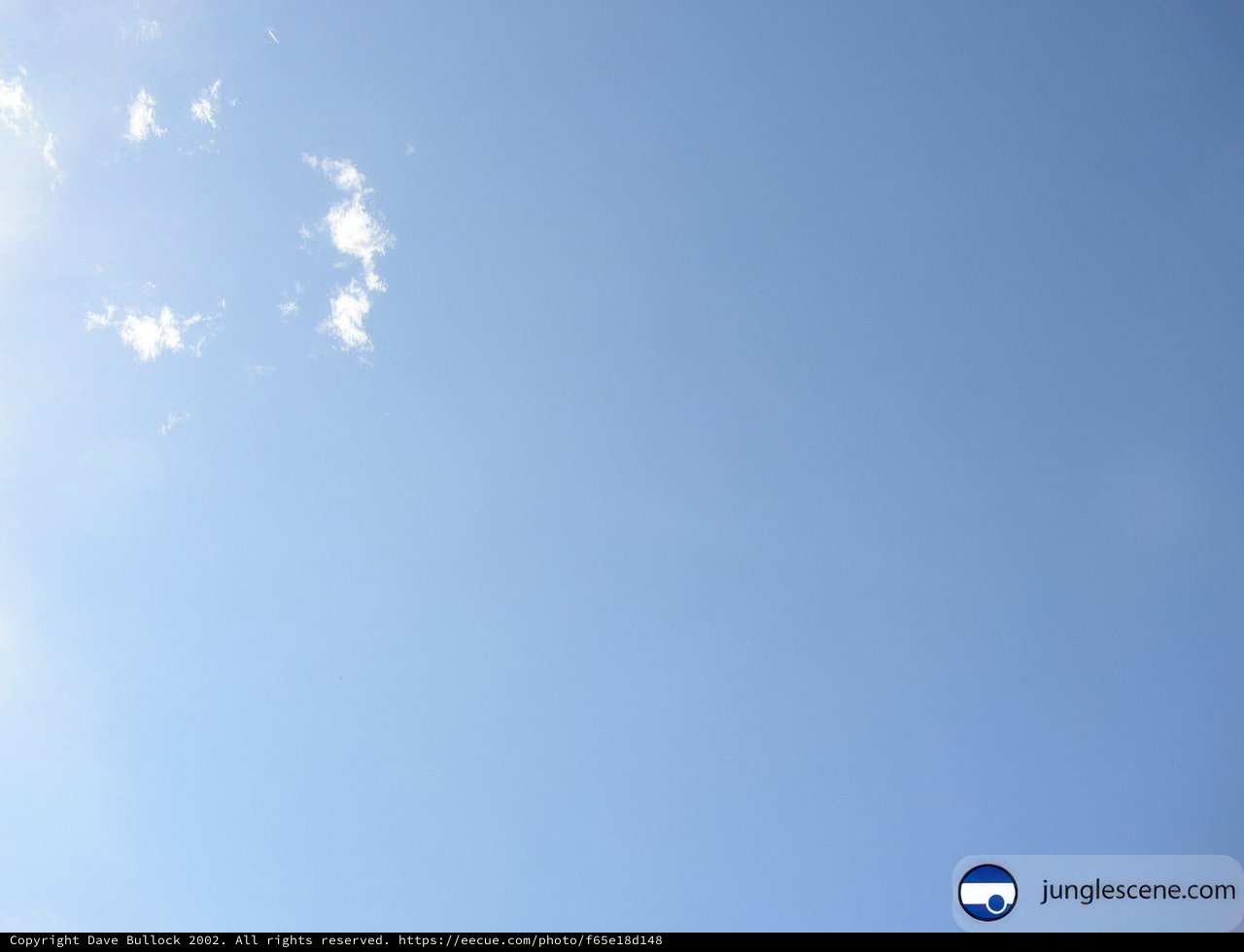 Soaring High in the Azure Sky